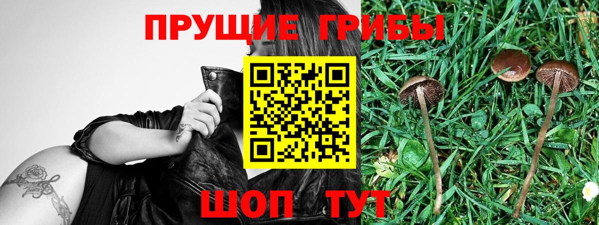 Псилоцибиновые грибы Cubensis Шали